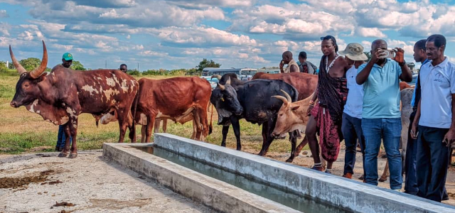 1.	Livestock using a water trough that has been constructed under the GCCA+ Project in Ruvu Darajani Village in Tanzania