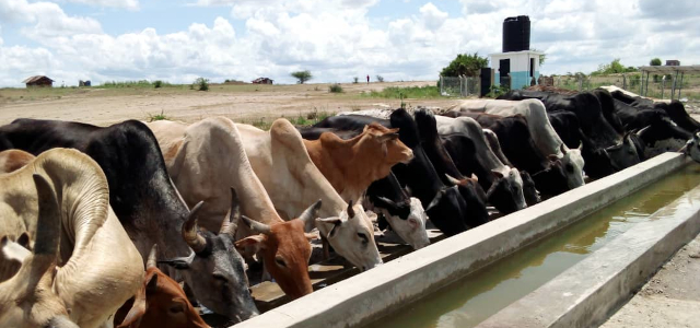 Livestock using a water trough that has been constructed under the GCCA+ Project in Ruvu Darajani Village in Tanzania