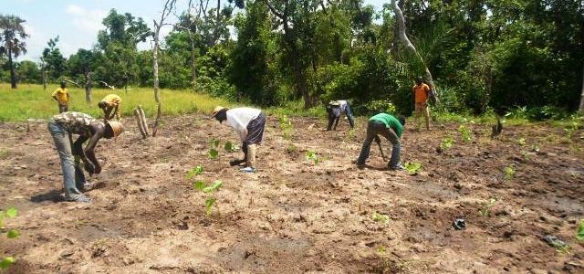 Tree planting Mekrou