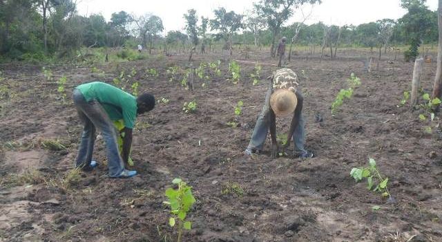 Tree planting Mekrou