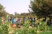 Torodi_green
