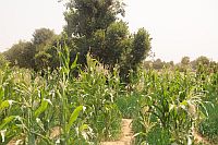 Torodi_greene