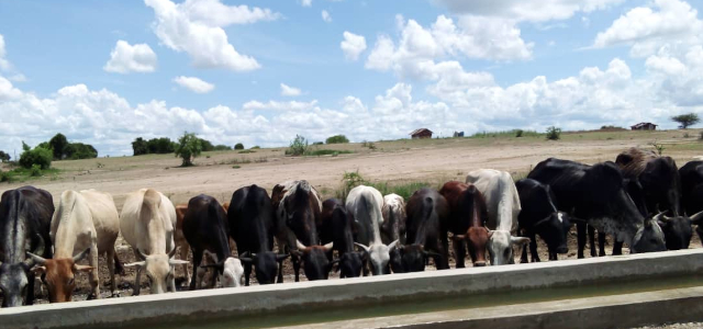 Cattle drink water in the newly constructed trough at Ruvu Darajani in Tanzania