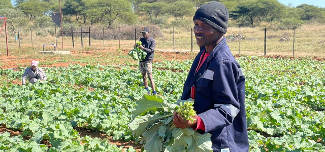 Harvesting vegetables in Botswana