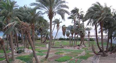 Palmtrees