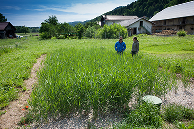 Constructed Wetlands