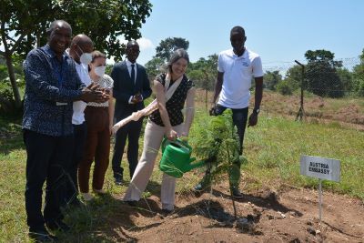 tree planting