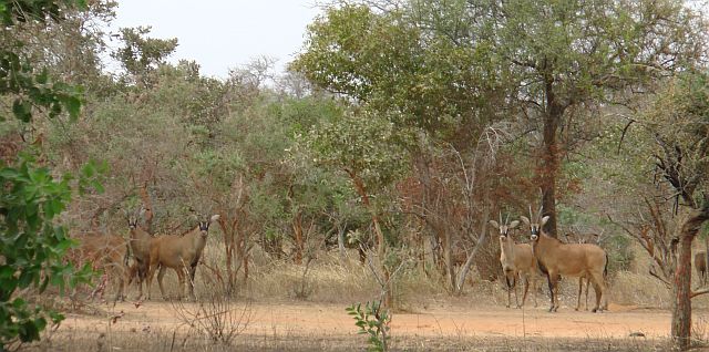 Animaux du parc W au Niger